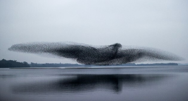 'It was incredible': How this stunning picture of starlings above a