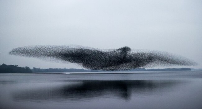 a-view-of-a-starling-murmuration-over-lough-ennell-co-westmeath