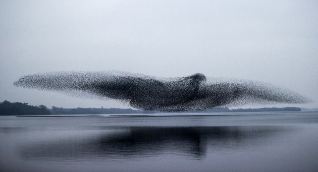 a-view-of-a-starling-murmuration-over-lough-ennell-co-westmeath
