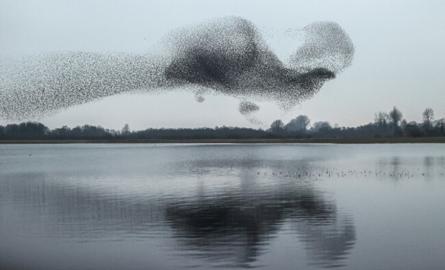 a-view-of-a-starling-murmuration-over-lough-ennell-co-westmeath