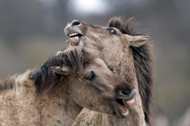 konik-ponies