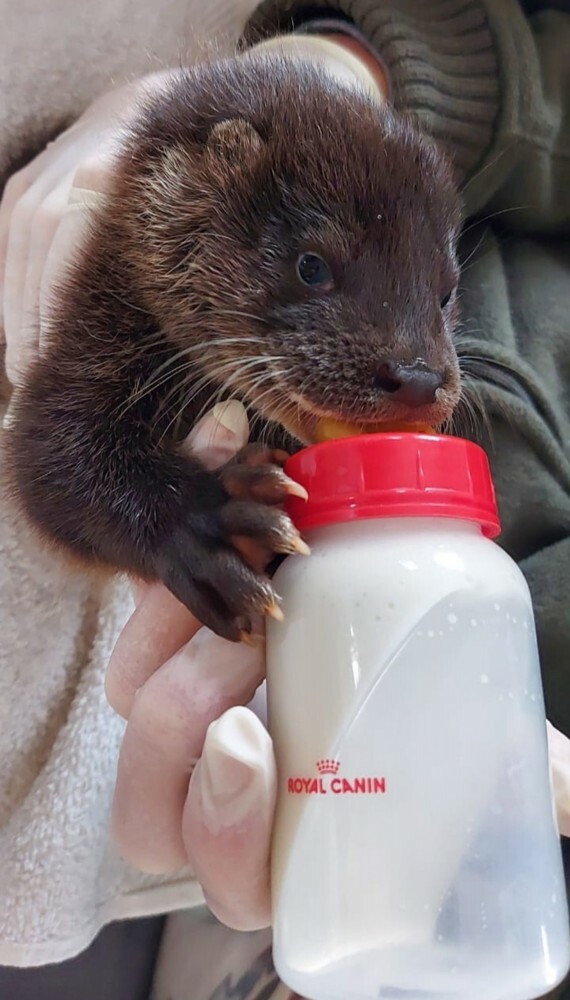 irelands-first-wildlife-hospital