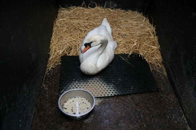 irelands-first-wildlife-hospital