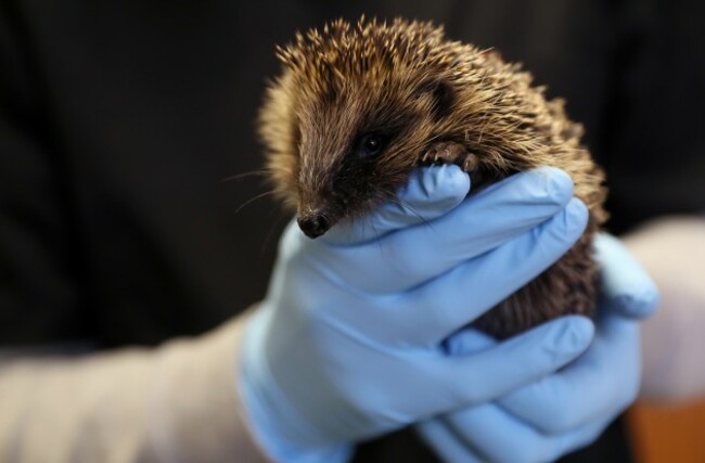 irelands-first-wildlife-hospital