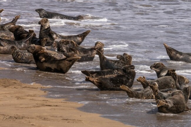 Grey Seals - Blaskets