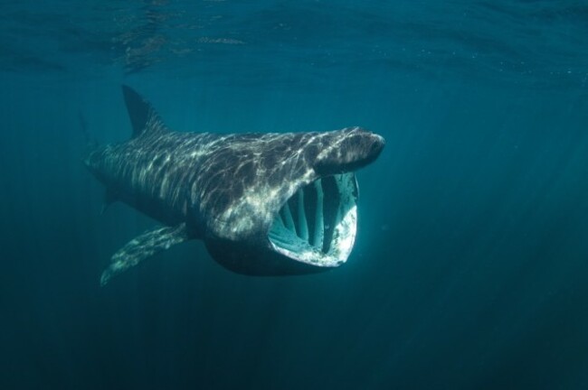 Basking Shark