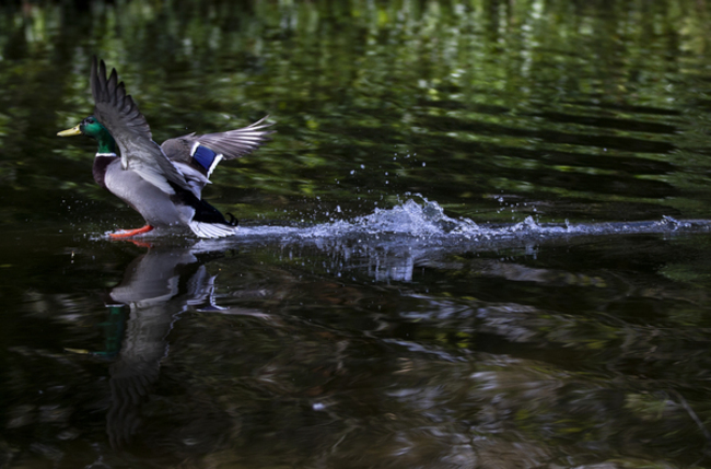 Mallard duck 068