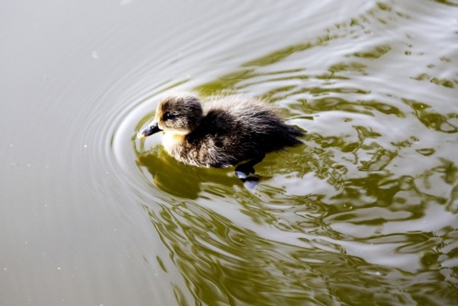 ducklings 003