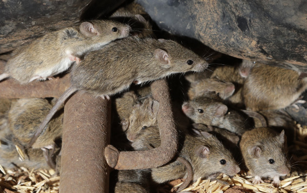australia-mice-plague