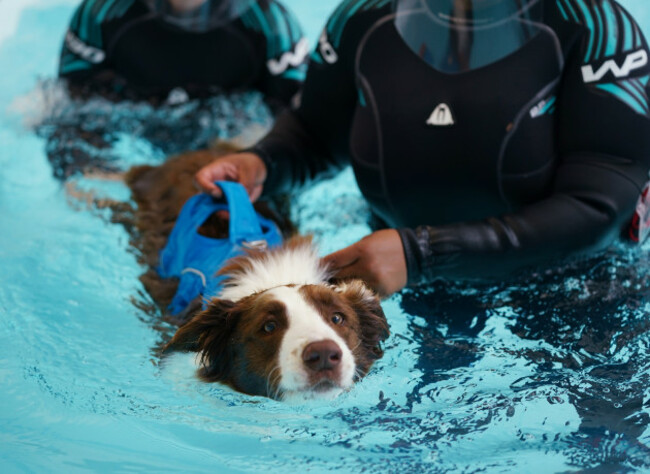 battersea-dogs-and-cats-home