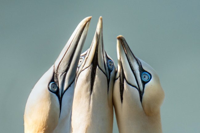 seabirds-at-bempton-cliffs