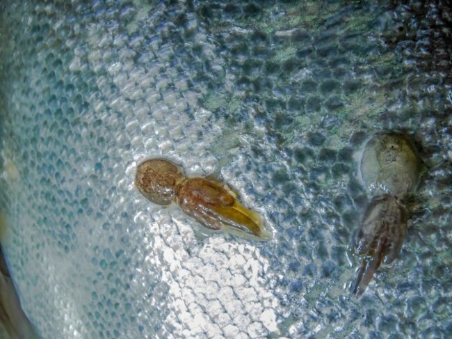 Salmon with Sea Lice on its side