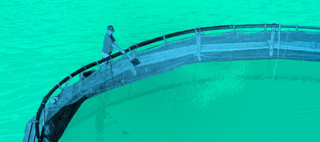 Troubled Waters project design featuring man maintaining a salmon farm