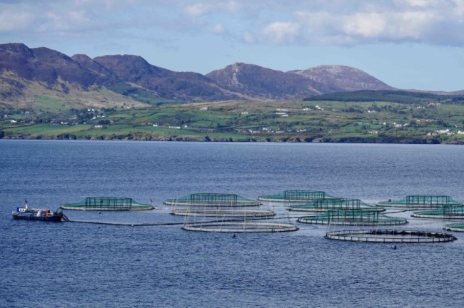 Lough Swilly - Large Salmon Farm (9)