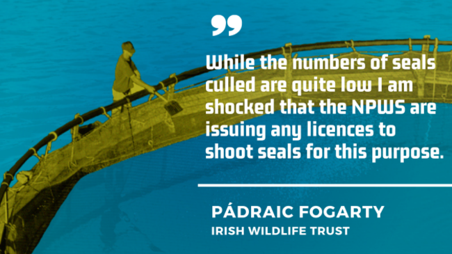 Pádraic Fogarty of the Irish Wildlife Trust - While the numbers of seals culled are quite low I am shocked that the NPWS are issuing any licences to shoot seals for this purpose. 