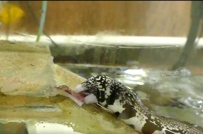 eel (2)