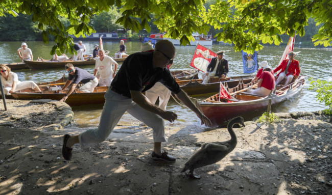 swan-upping