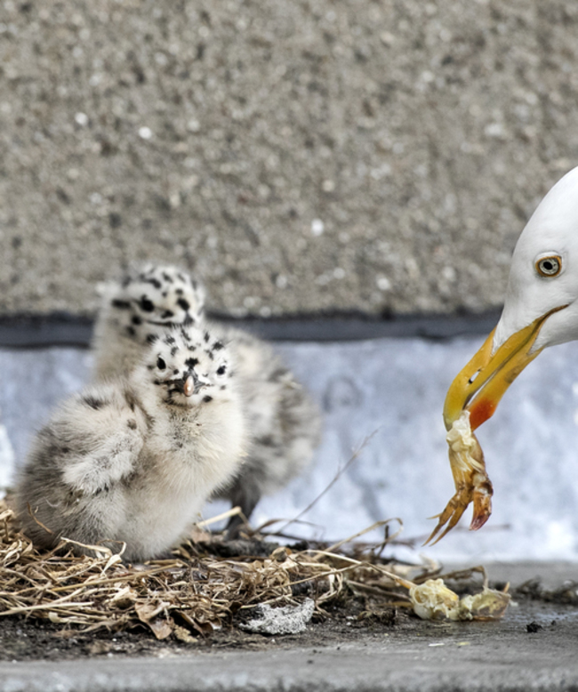 Baby Seagulls 01