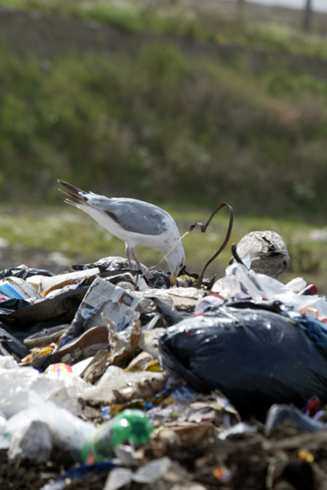 ballealy-rubbish-waste-dump-site-scenes-environmental-crisis-concerns-in-ireland-landfill-sites-green-issues-birds