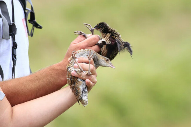 Corncrake chicks being handled by Corncrake LIFE team