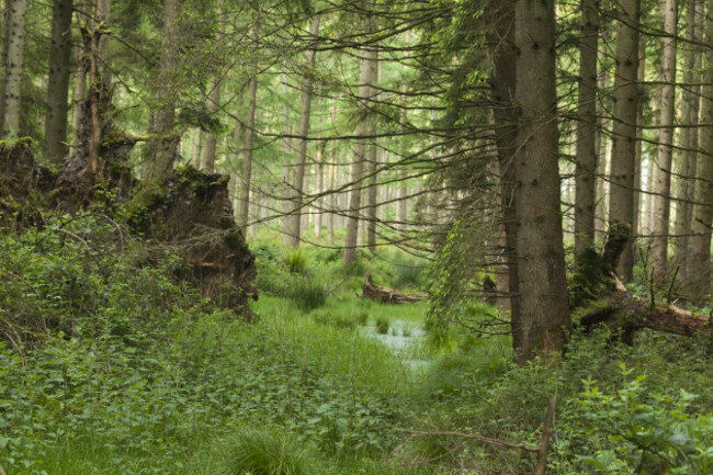 Russelstown wood beside the Poulaphouca Reservoir SPA in Co Wicklow