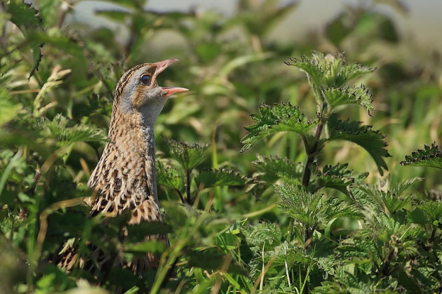 The call of the corncrake, as well as that of many iconic species, may soon be silent across the island 