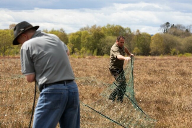 Curlew conservation programme team putting up fencing to protect curlew nest from predators