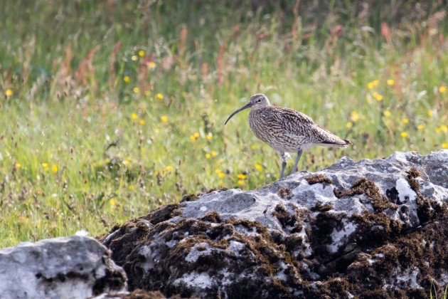 Breeding pairs of the ironic curlew have fallen to below 100 across Ireland