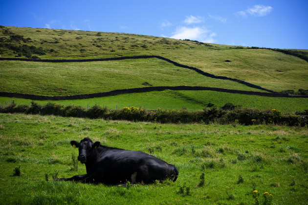 a-cow-resting-in-a-pasture-on-the-dingle-pennisula-county-kerry-ireland