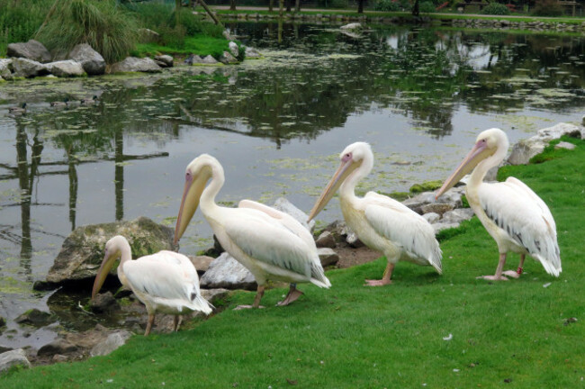 fota-wildlife-park-fota-ireland