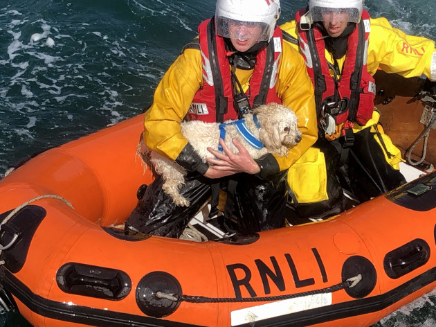 dunmore_east_rnli_rescues_ellie_the_dog_after_a_30m_cliff_fall