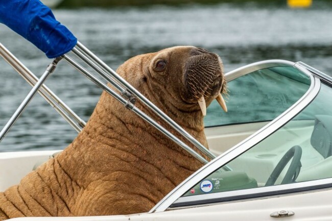 crookhaven-west-cork-ireland-18th-aug-2021-the-arctic-walrus-which-people-have-named-wally-has-been-spotted-again-in-west-cork-this-time-in-crookhaven-the-walrus-is-drawing-a-big-crowd-of-onl