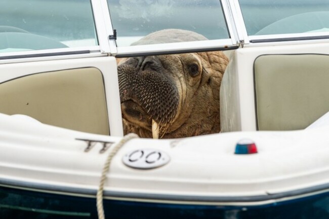 crookhaven-west-cork-ireland-18th-aug-2021-the-arctic-walrus-which-people-have-named-wally-has-been-spotted-again-in-west-cork-this-time-in-crookhaven-the-walrus-is-drawing-a-big-crowd-of-onl