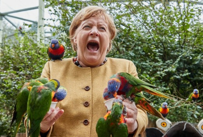 marlow-germany-23rd-sep-2021-angela-merkel-cdu-german-chancellor-feeds-australian-lorises-at-marlow-bird-park-and-gets-bitten-credit-georg-wendtdpaalamy-live-news