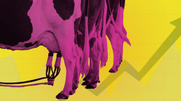 Main graphic for Noteworthy Cash Cow project of cows in a milking parlour