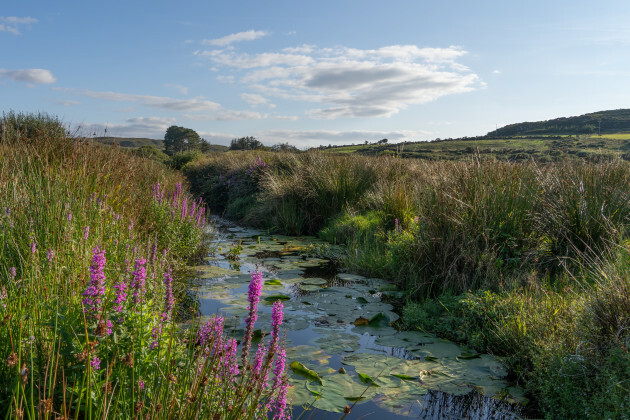 A stream on a farm with lilly pads and flowers along the edges