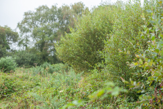 Young trees at the edge of farmland on Kevin O'Hanlon's farm in Co Carlow 