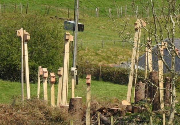 A group of around 10 bird boxes erected on a farm above cut down trees