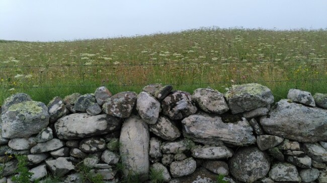 A wildflower meadow on farmland on Omey Island designed to create corncrake habitat 