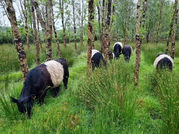 Nia O’Malley's cows grazing in a woodland area on her farm