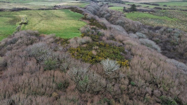 Aeriel photo of a native woodland in the Glendine Valley in Co Clare