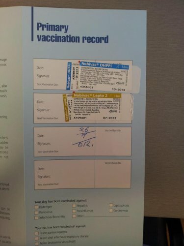 puppy vaccinations ireland