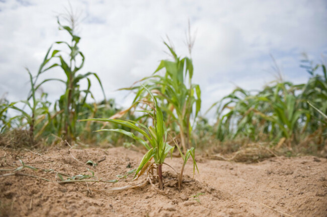 failed-maize-langobaya-kenya-image-shot-2008-exact-date-unknown