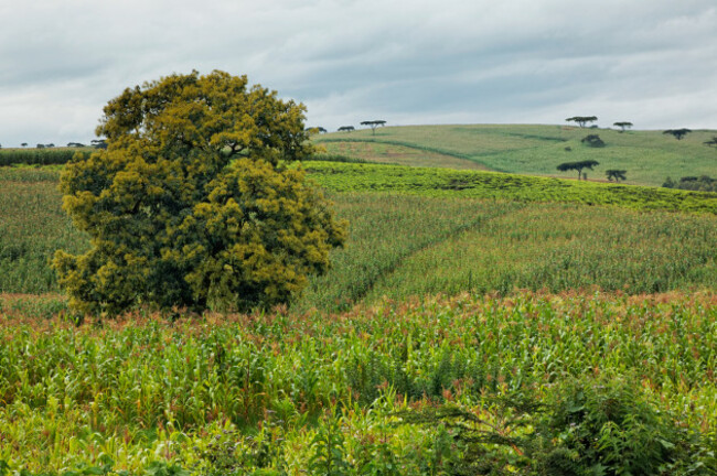 agriculture-corn-growing-in-lush-fields-kenya