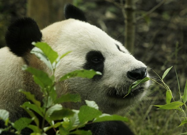 Melancholic Panda Contemplates Life, Wonders About Birthday Cake