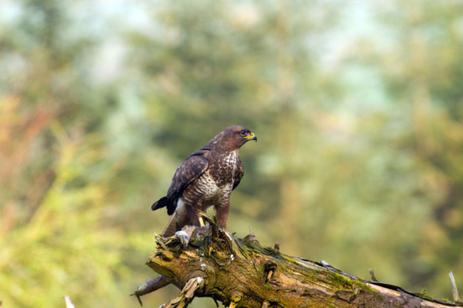 wild-buzzard-on-fallen-treelouthireland