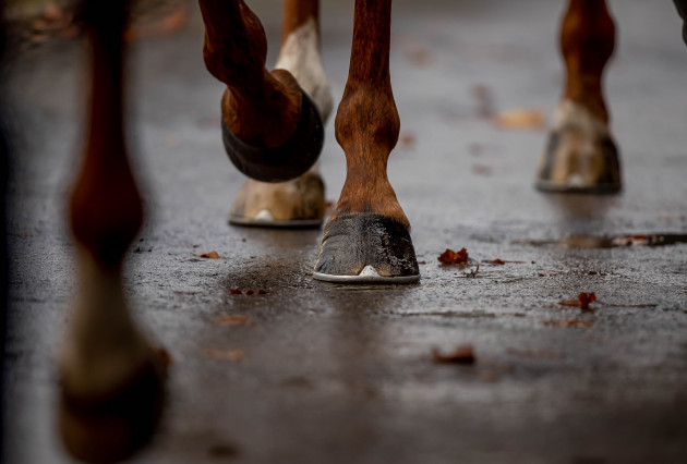a-view-of-horses-hooves-in-the-parade-ring