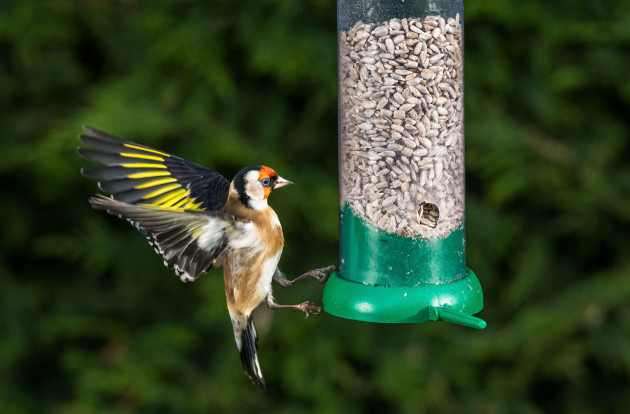carrigaline-cork-ireland-25th-november-2021-on-a-cold-frosty-morning-a-goldfinch-is-about-to-land-on-a-feeder-in-a-garden-in-carrigaline-co-cork-ireland-credit-david-creedon-alamy-live-n