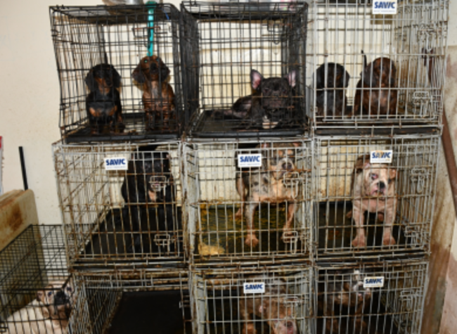 tallaght-animal-seizure-1-390x285