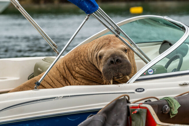 crookhaven-west-cork-ireland-18th-aug-2021-the-arctic-walrus-which-people-have-named-wally-has-been-spotted-again-in-west-cork-this-time-in-crookhaven-the-walrus-is-drawing-a-big-crowd-of-onl